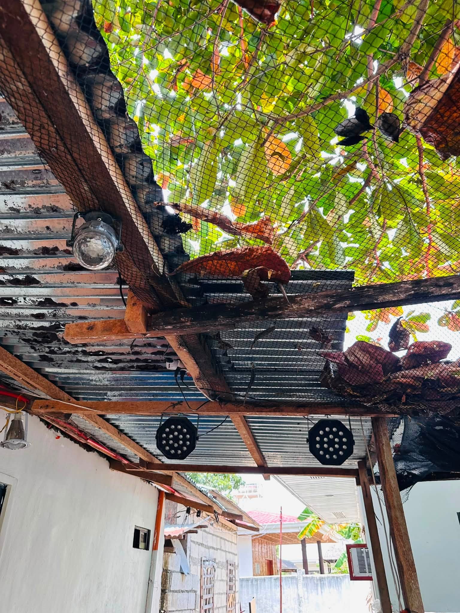 Covered outdoor area under the talisay tree canopy, with LED party lights on the roof beams and neighboring houses beyond
