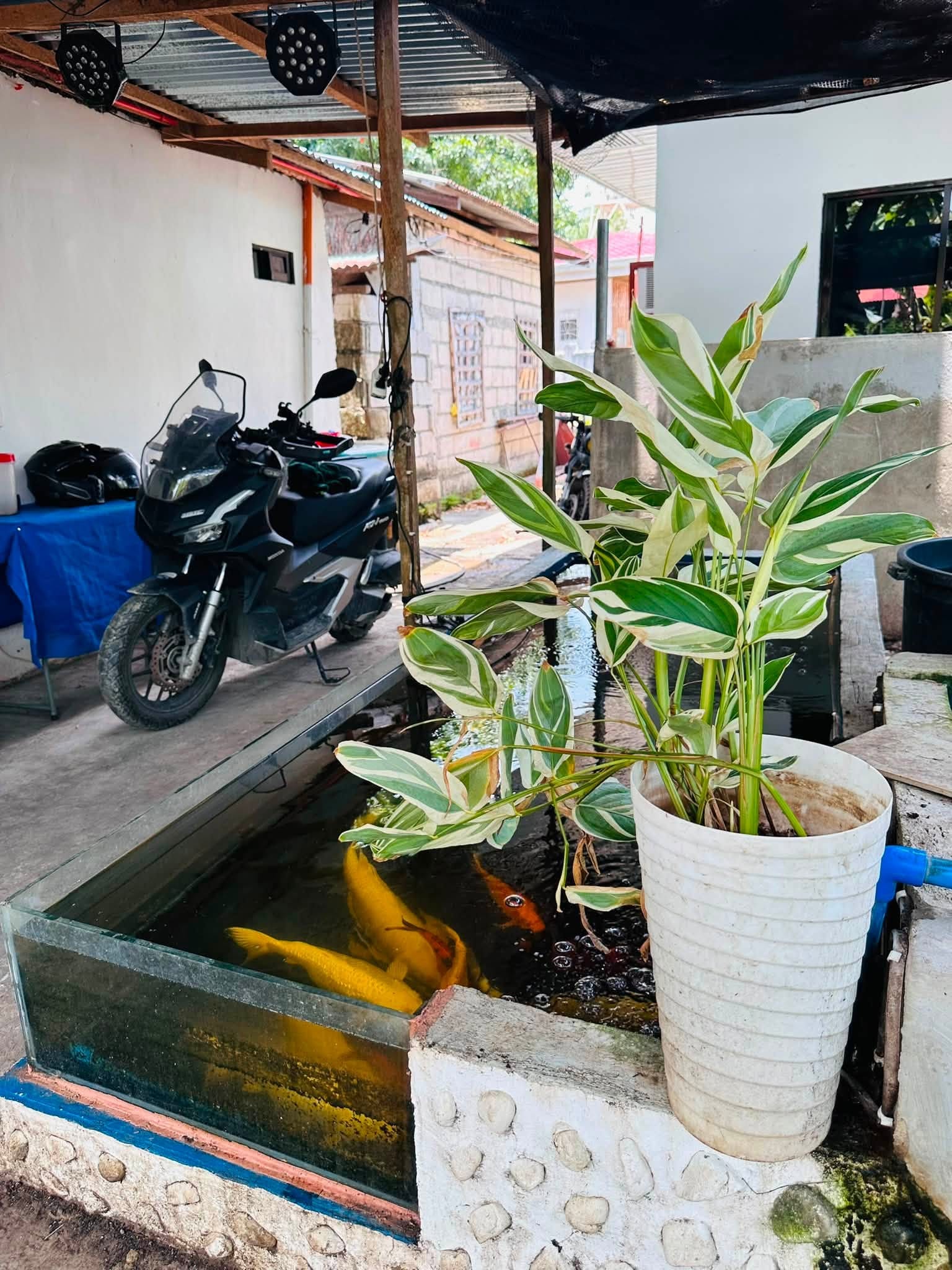 Koi pond with a potted plant in the covered patio, with a motorbike parked in the shaded parking area behind