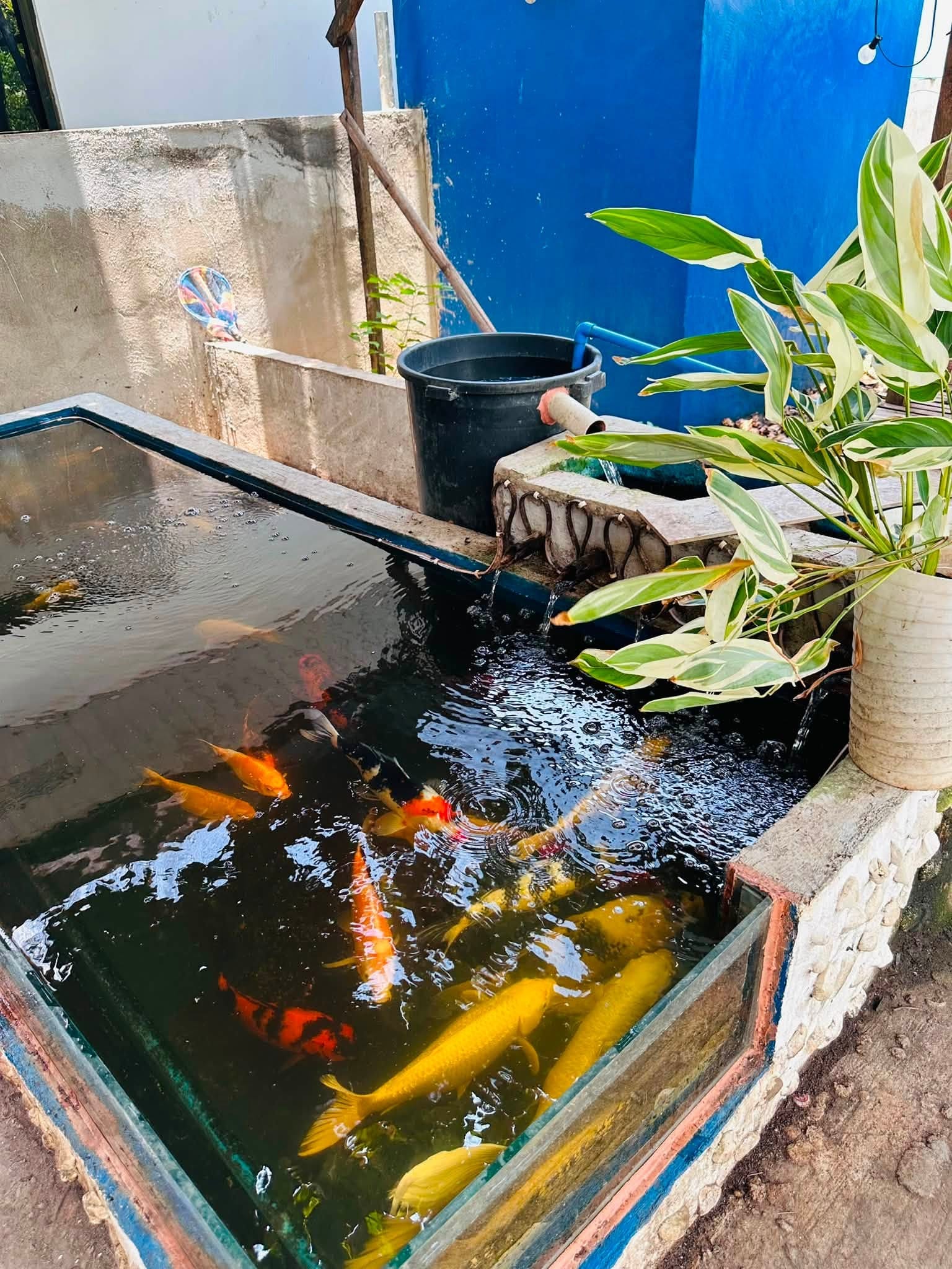 Glass-sided koi pond with orange, yellow and red koi swimming, a potted plant beside it and a blue wall behind