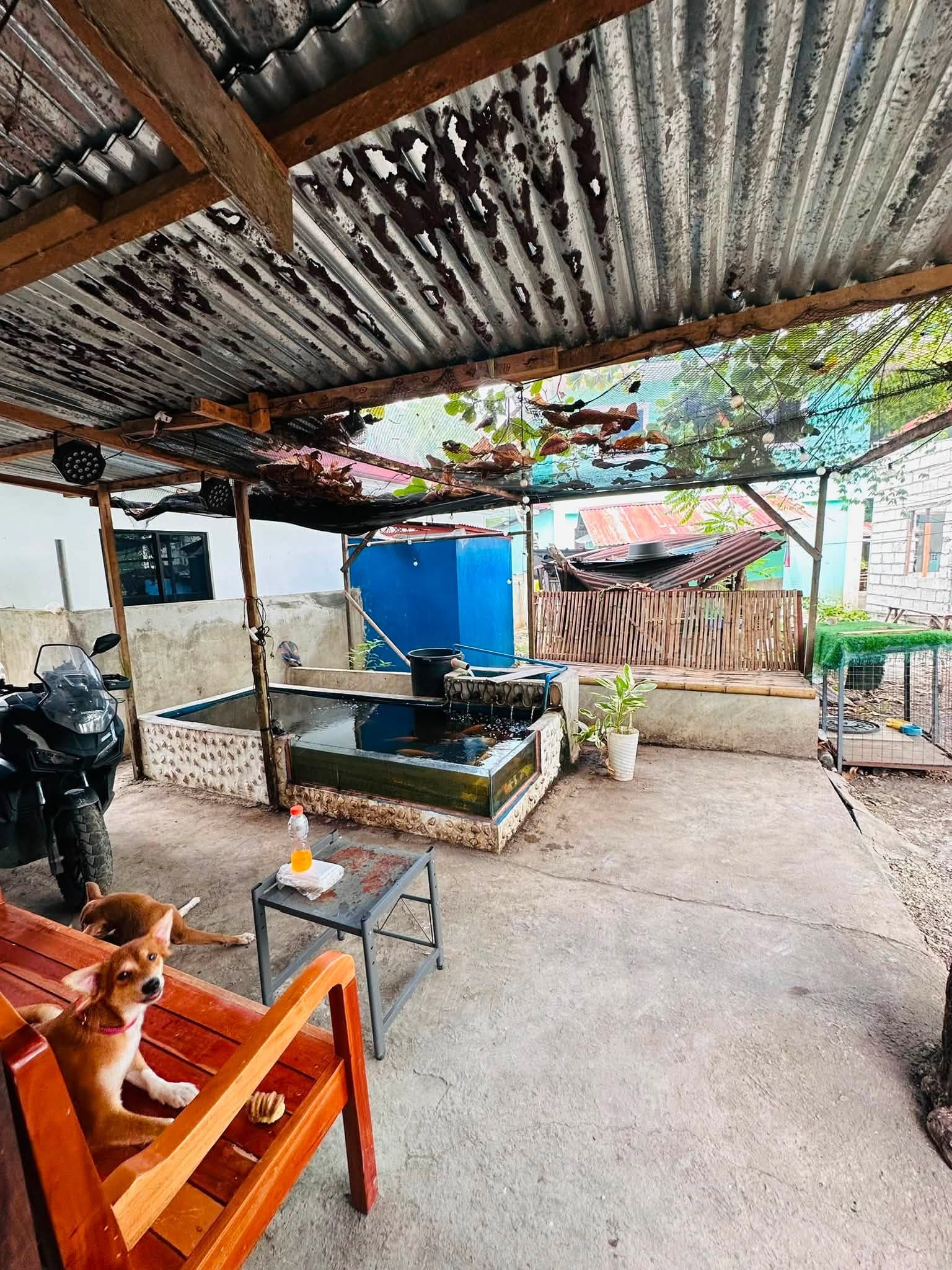 Covered patio with the koi pond, a parked motorbike, a wooden bench with a puppy sitting on it and the bamboo fence behind