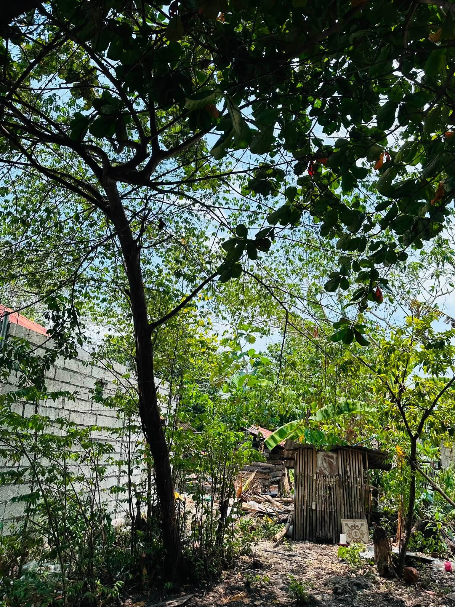 Looking up into the talisay tree canopy against the sky, with the garden wall and a bamboo shed below